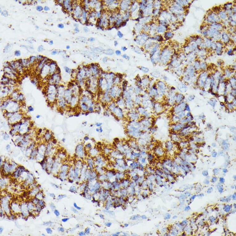 Immunohistochemistry - Anti-ETHE1 Antibody (A12808) - Antibodies.com