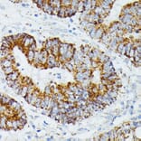 Immunohistochemistry - Anti-ETHE1 Antibody (A12808) - Antibodies.com