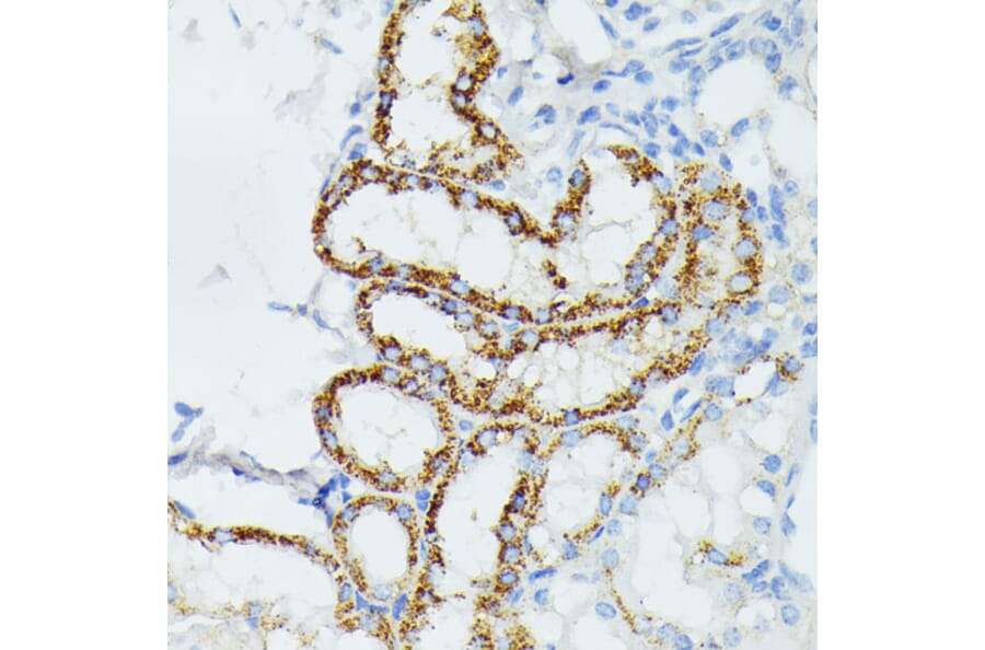 Immunohistochemistry - Anti-ETHE1 Antibody (A12808) - Antibodies.com