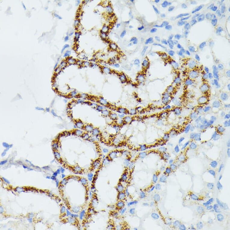Immunohistochemistry - Anti-ETHE1 Antibody (A12808) - Antibodies.com