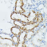 Immunohistochemistry - Anti-ETHE1 Antibody (A12808) - Antibodies.com