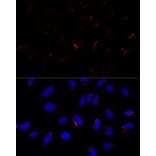 Immunofluorescence - Anti-ETHE1 Antibody (A12808) - Antibodies.com