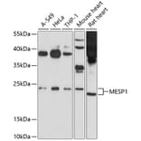 Western Blot - Anti-Mesp1 Antibody (A12810) - Antibodies.com