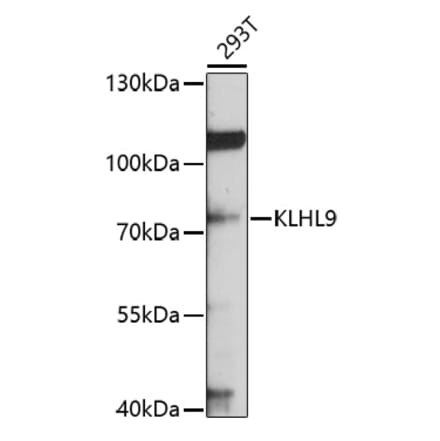 Western Blot - Anti-KLHL9 Antibody (A12811) - Antibodies.com