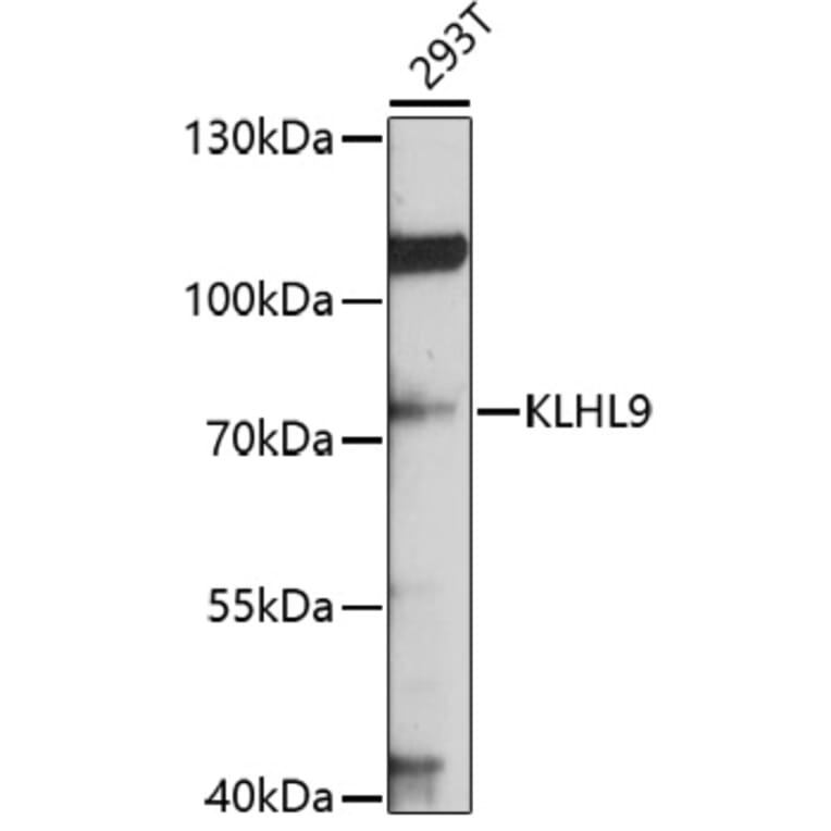 Western Blot - Anti-KLHL9 Antibody (A12811) - Antibodies.com