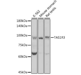 Western Blot - Anti-T1R3 Antibody (A12814) - Antibodies.com