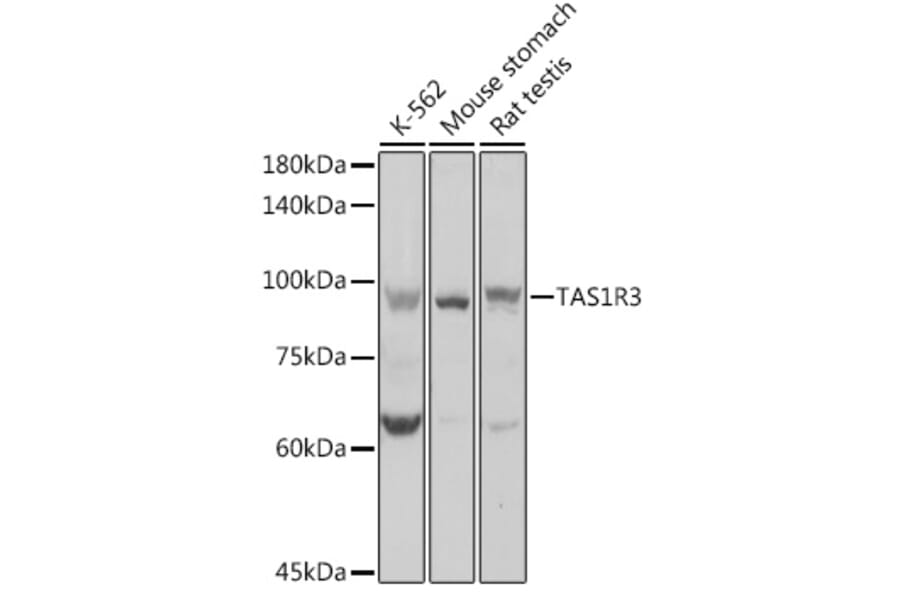 Western Blot - Anti-T1R3 Antibody (A12814) - Antibodies.com