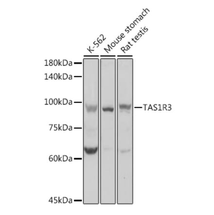 Western Blot - Anti-T1R3 Antibody (A12814) - Antibodies.com