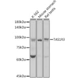 Western Blot - Anti-T1R3 Antibody (A12814) - Antibodies.com