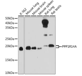 Western Blot - Anti-CPI-17 Antibody (A12816) - Antibodies.com