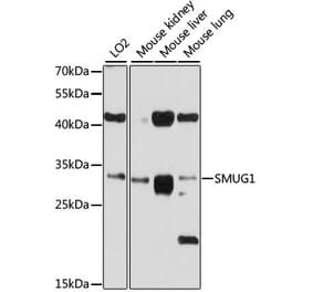 Western Blot - Anti-SMUG1 Antibody (A12819) - Antibodies.com
