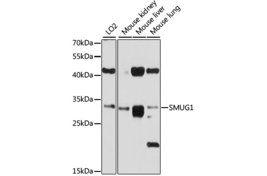 Western Blot - Anti-SMUG1 Antibody (A12819) - Antibodies.com