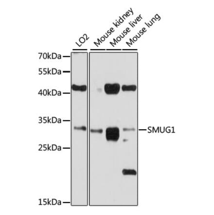 Western Blot - Anti-SMUG1 Antibody (A12819) - Antibodies.com