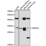 Western Blot - Anti-SMUG1 Antibody (A12819) - Antibodies.com
