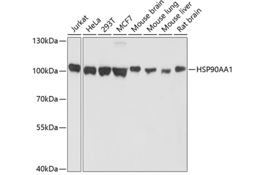 Western Blot - Anti-HSP90AA1 Antibody (A10167) - Antibodies.com