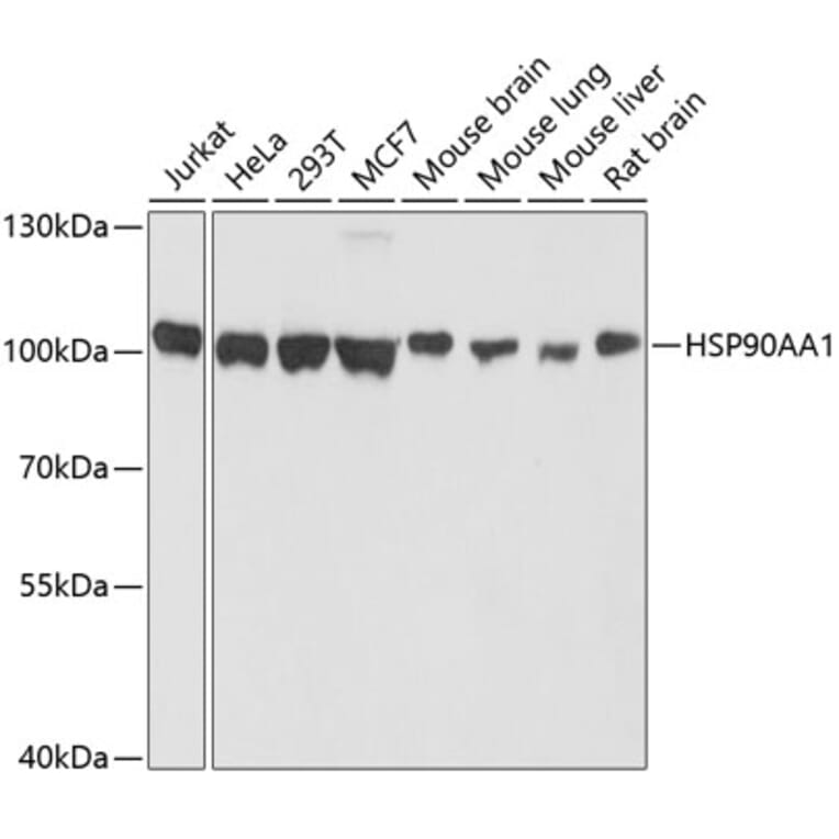 Western Blot - Anti-HSP90AA1 Antibody (A10167) - Antibodies.com