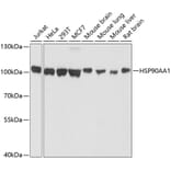 Western Blot - Anti-HSP90AA1 Antibody (A10167) - Antibodies.com
