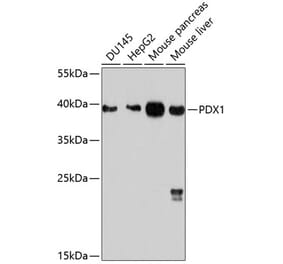 Western Blot - Anti-PDX1 Antibody (A12822) - Antibodies.com