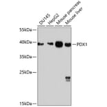 Western Blot - Anti-PDX1 Antibody (A12822) - Antibodies.com