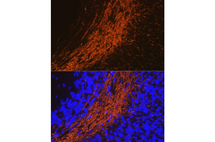 Immunofluorescence - Anti-CNPase Antibody (A12825) - Antibodies.com