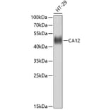 Western Blot - Anti-CA12 Antibody (A10187) - Antibodies.com