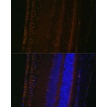 Immunofluorescence - Anti-LOXL1 Antibody (A12833) - Antibodies.com