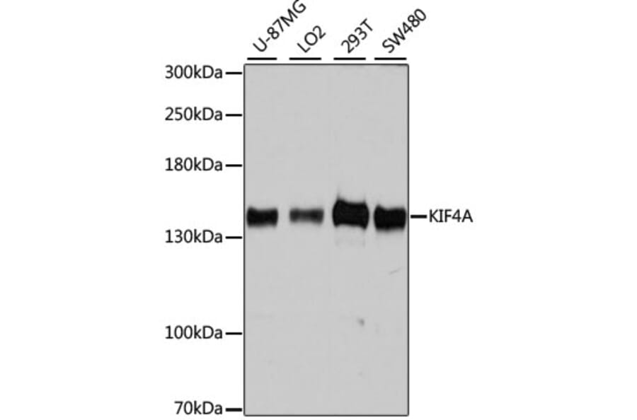 Western Blot - Anti-KIF4A/KIF4 Antibody (A12834) - Antibodies.com