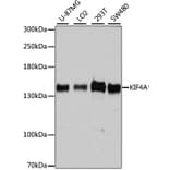 Western Blot - Anti-KIF4A/KIF4 Antibody (A12834) - Antibodies.com