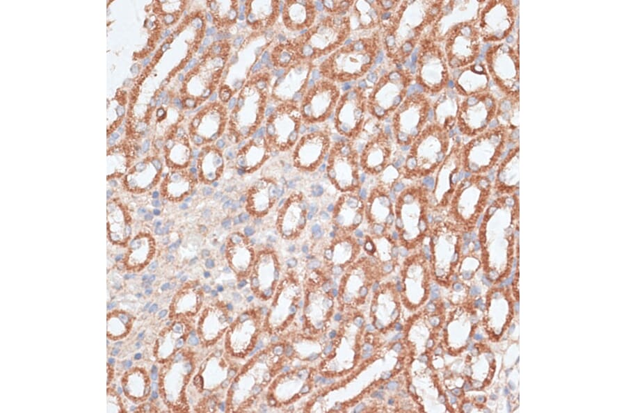 Immunohistochemistry - Anti-KIF4A/KIF4 Antibody (A12834) - Antibodies.com
