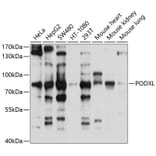 Western Blot - Anti-PODXL Antibody (A12836) - Antibodies.com