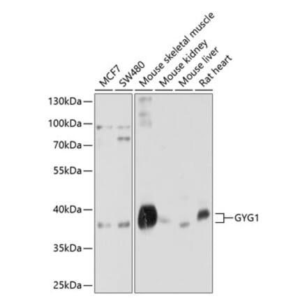 Western Blot - Anti-Glycogenin 1 Antibody (A12844) - Antibodies.com