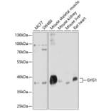 Western Blot - Anti-Glycogenin 1 Antibody (A12844) - Antibodies.com