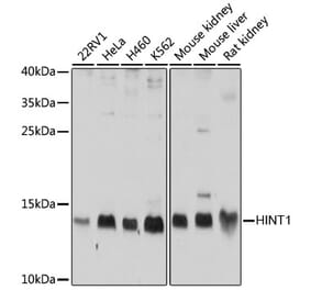 Western Blot - Anti-HINT1 Antibody (A10221) - Antibodies.com