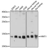 Western Blot - Anti-HINT1 Antibody (A10221) - Antibodies.com