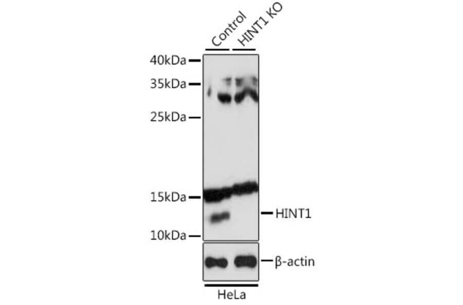 Western Blot - Anti-HINT1 Antibody (A10221) - Antibodies.com