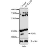 Western Blot - Anti-HINT1 Antibody (A10221) - Antibodies.com