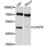 Western Blot - Anti-CHST6 Antibody (A10229) - Antibodies.com