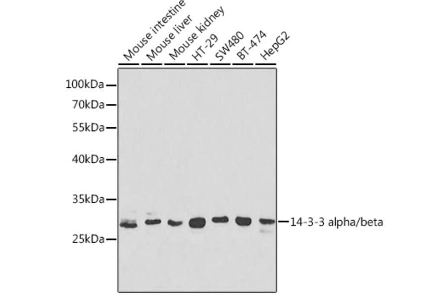 Western Blot - Anti-14-3-3 beta/alpha Antibody (A12848) - Antibodies.com