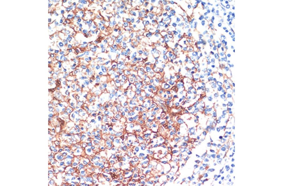 Immunohistochemistry - Anti-14-3-3 beta/alpha Antibody (A12848) - Antibodies.com