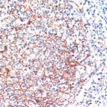 Immunohistochemistry - Anti-14-3-3 beta/alpha Antibody (A12848) - Antibodies.com