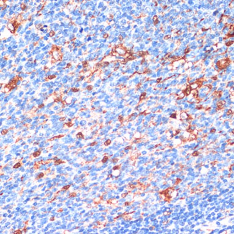 Immunohistochemistry - Anti-14-3-3 beta/alpha Antibody (A12848) - Antibodies.com