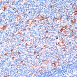 Immunohistochemistry - Anti-14-3-3 beta/alpha Antibody (A12848) - Antibodies.com