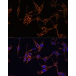 Immunofluorescence - Anti-14-3-3 beta/alpha Antibody (A12848) - Antibodies.com