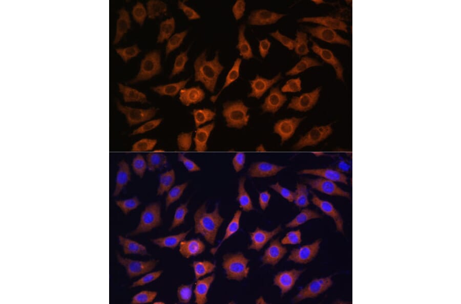 Immunofluorescence - Anti-14-3-3 beta/alpha Antibody (A12848) - Antibodies.com