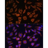 Immunofluorescence - Anti-14-3-3 beta/alpha Antibody (A12848) - Antibodies.com