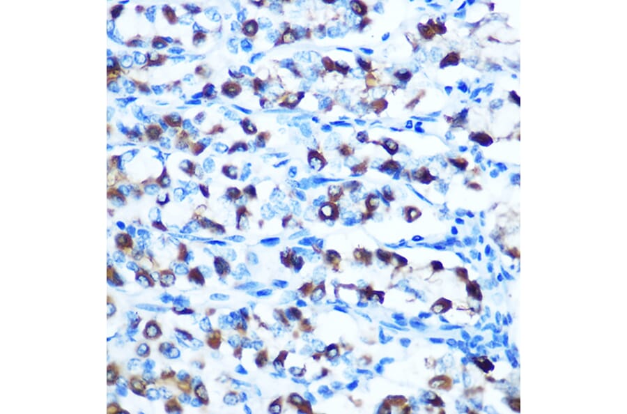 Immunohistochemistry - Anti-DMT1 Antibody (A12850) - Antibodies.com
