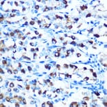 Immunohistochemistry - Anti-DMT1 Antibody (A12850) - Antibodies.com