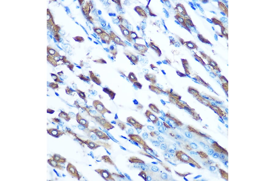 Immunohistochemistry - Anti-DMT1 Antibody (A12850) - Antibodies.com