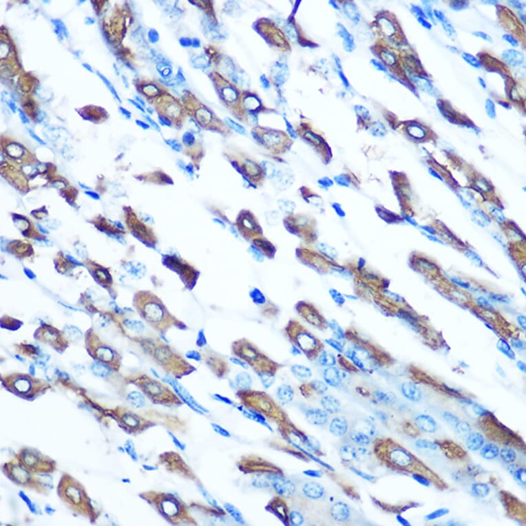 Immunohistochemistry - Anti-DMT1 Antibody (A12850) - Antibodies.com