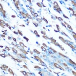 Immunohistochemistry - Anti-DMT1 Antibody (A12850) - Antibodies.com
